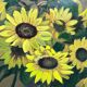 Tableau "Tournesol", huile sur toile