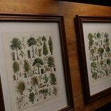 Original lithograph on crustaceans