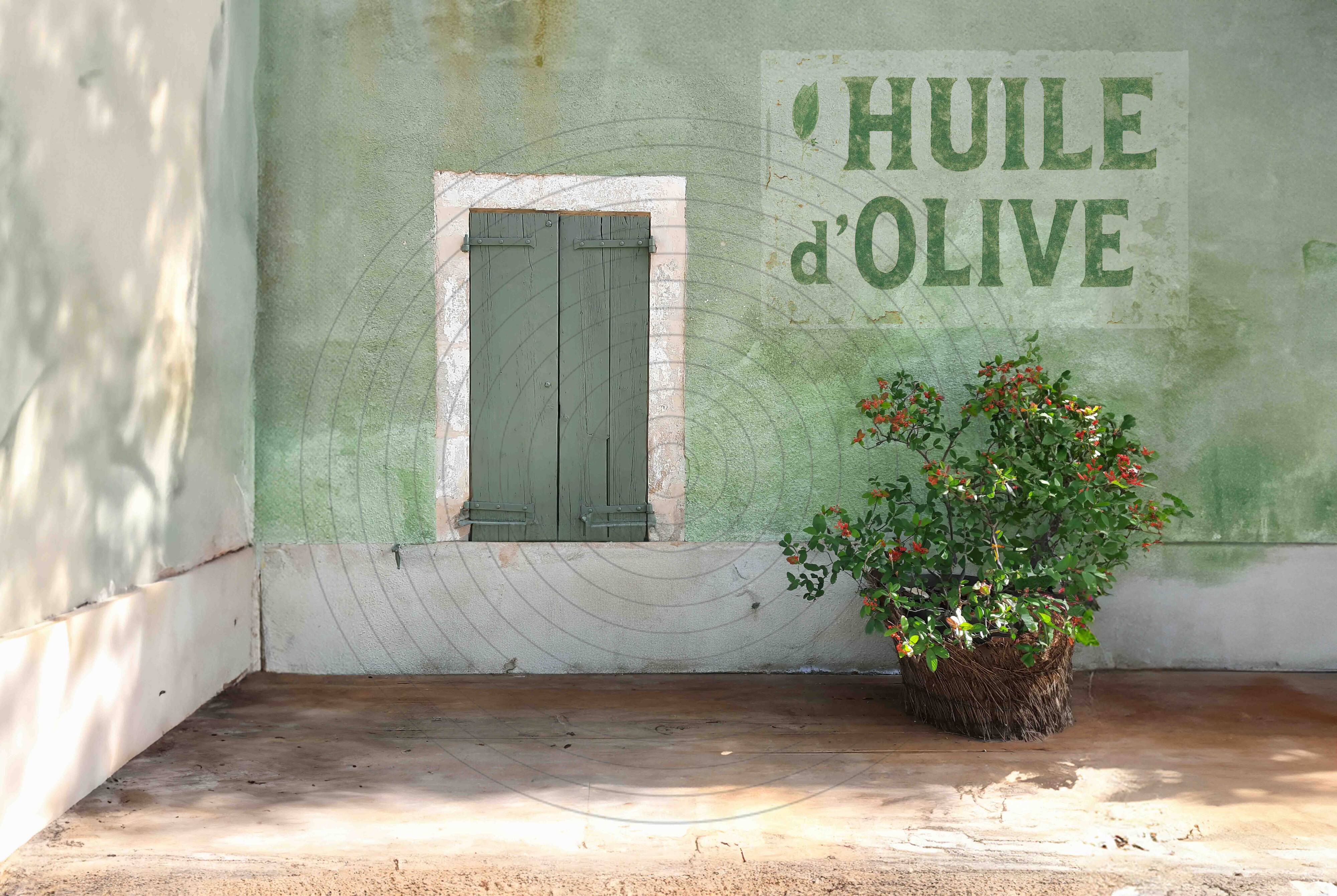 Photography - Olive oil -