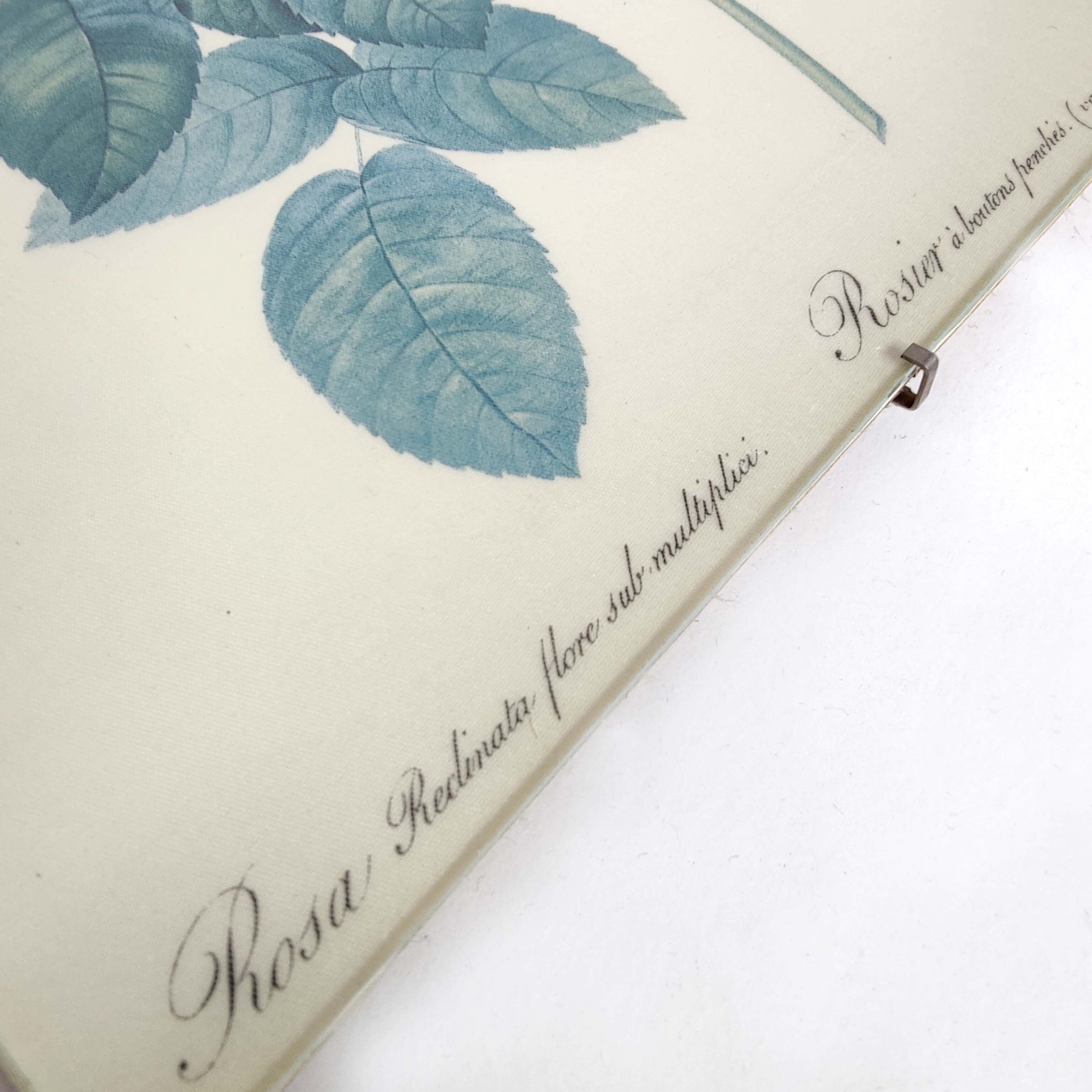 Lot 2 Frames botanical illustration flower rose