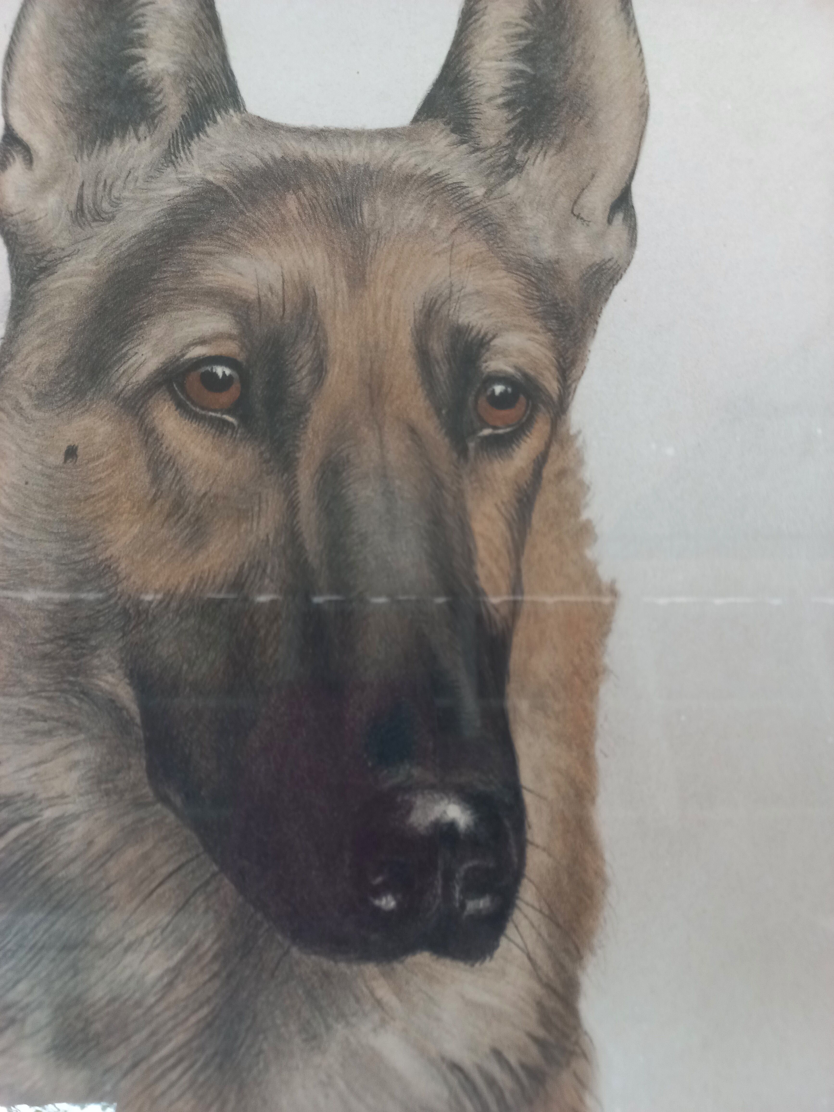 Léon DANCHIN (1887-1938) : GERMAN SHEPHERD Numbered and Signed Lithograph