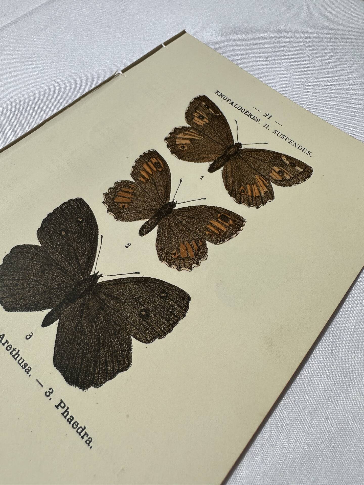 🦋 Botanical Plate Engraving of a Butterfly, 19th Century Naturalist