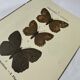 🦋 Botanical Plate Engraving of a Butterfly, 19th Century Naturalist