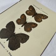 Planche Botanique Gravure Papillon naturaliste ancienne 19eme