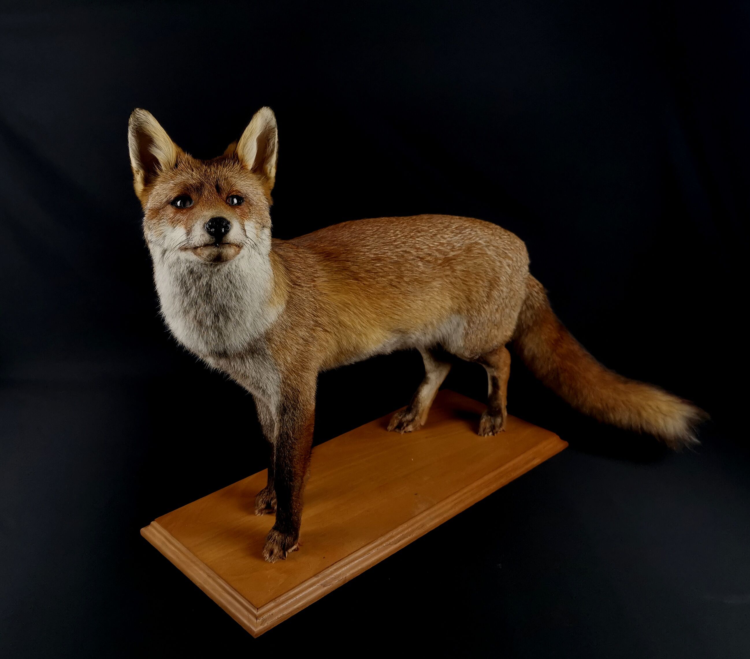European red fox naturalized taxidermy