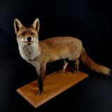 European red fox naturalized taxidermy