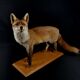 European red fox naturalized taxidermy