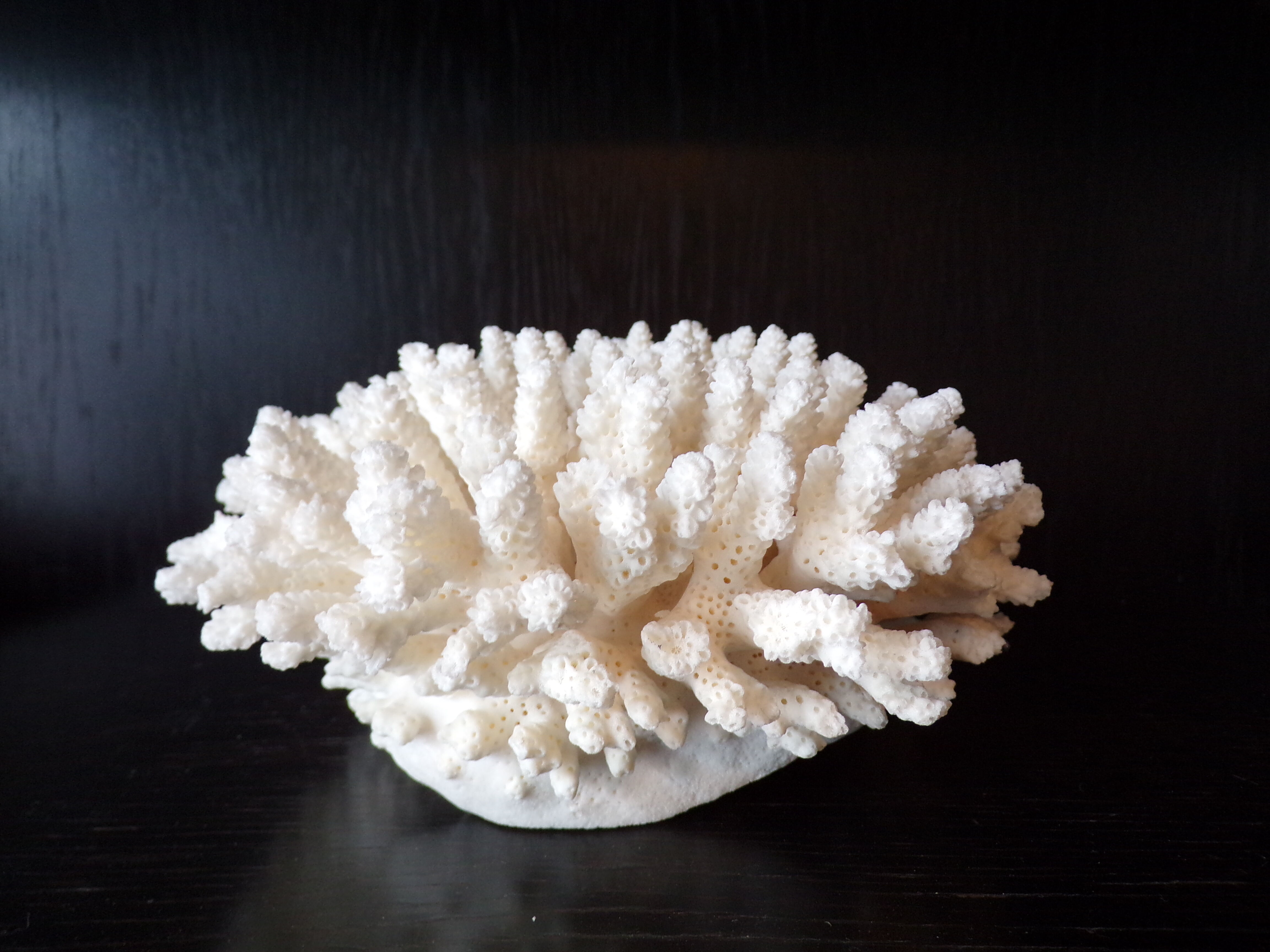 White coral