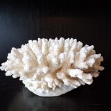 White coral