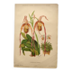 Gravure botanique "Sélénipédium grand" de A.Lefevre, 1897