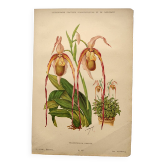 Botanical engraving from 1897 - Large selenipedium - Old original flower plate by A.Lefevre