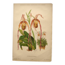 Botanical engraving from 1897 - Large selenipedium - Old original flower plate by A.Lefevre