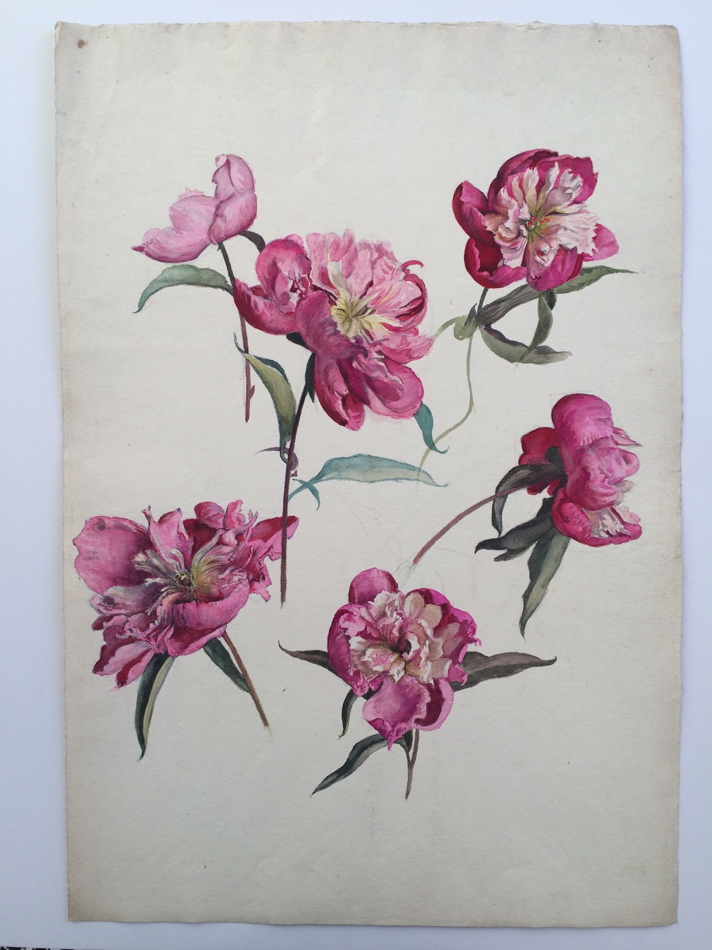 Peony study, black pencil and watercolor on paper