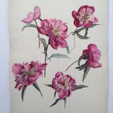 Peony study, black pencil and watercolor on paper