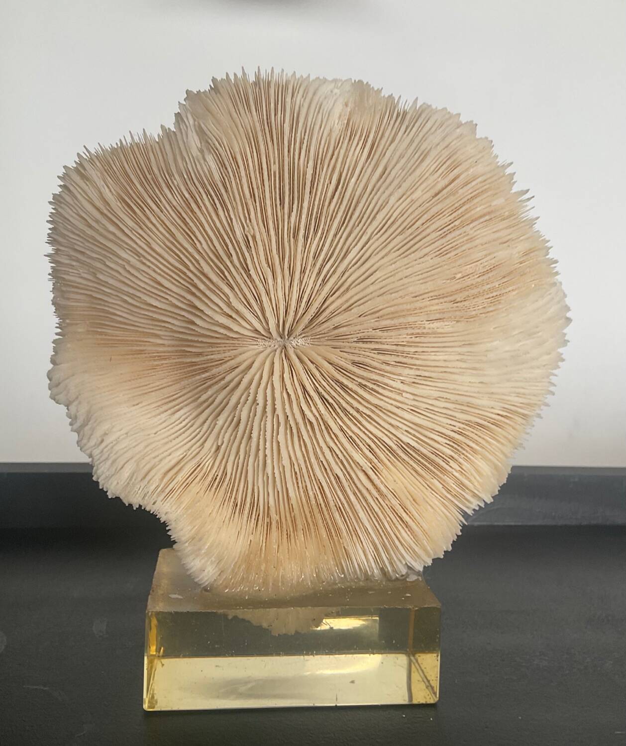 Vintage coral on plexiglass base