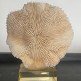 Vintage coral on plexiglass base