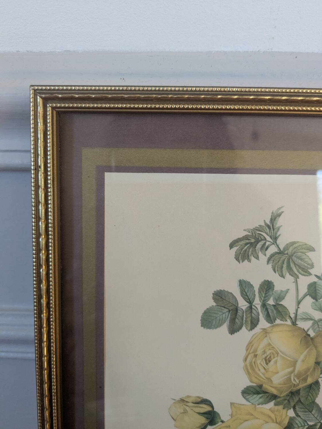 Lithograph of yellow sulphur rose by P.J. Redouté