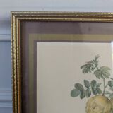 Lithograph of yellow sulphur rose by P.J. Redouté