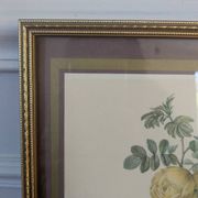 Lithographie rosier jaune de soufre P.J-Redouté