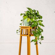Porte plante en bois peint