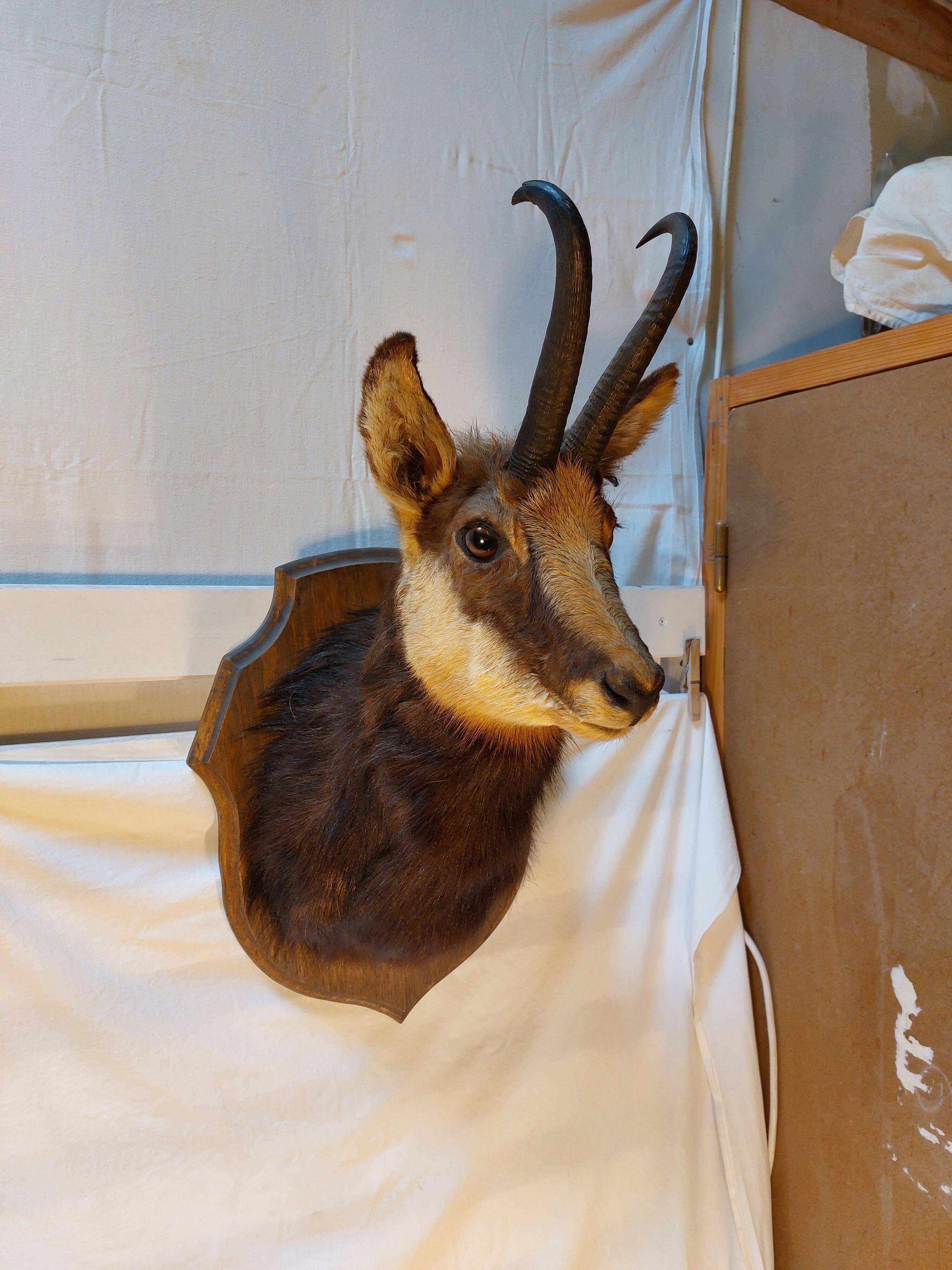Trophée de chasse - tête de chamois