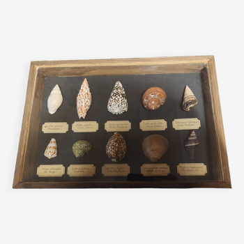 Fossiles cadre didactique avec collection de coquillages