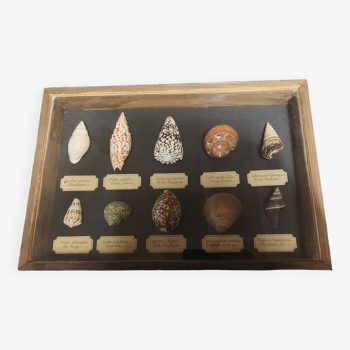 Fossils educational frame with collection of shells