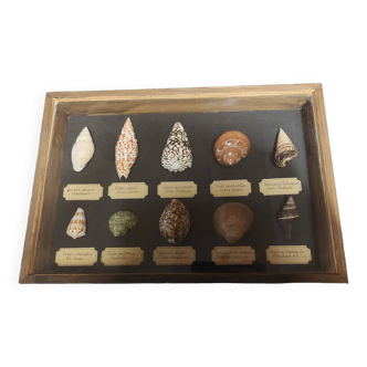 Fossils educational frame with collection of shells