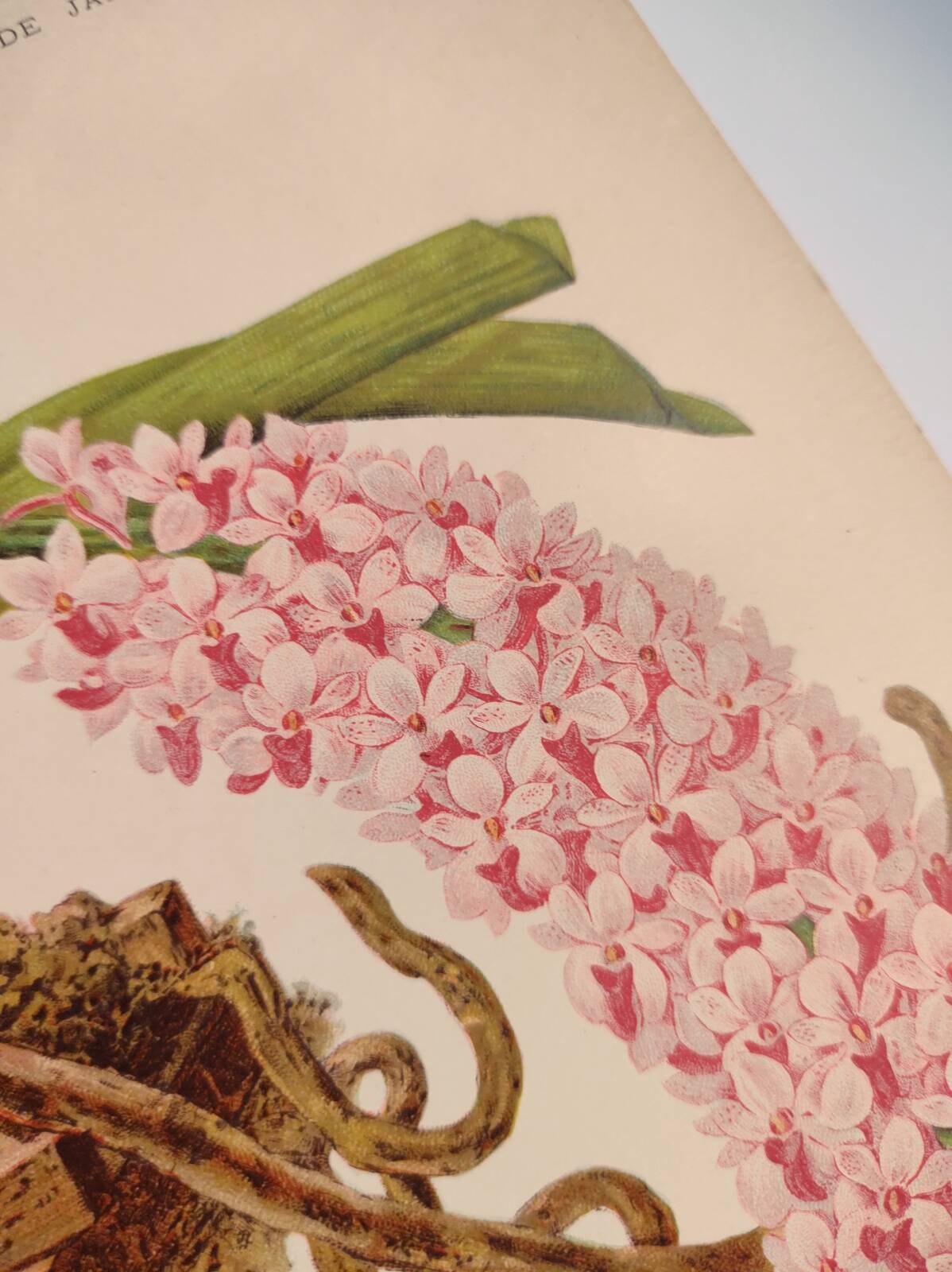 Botanical plate from 1897 - Spotted Saccolabium - Original old flower engraving by A.Lefevre