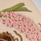 Botanical plate from 1897 - Spotted Saccolabium - Original old flower engraving by A.Lefevre