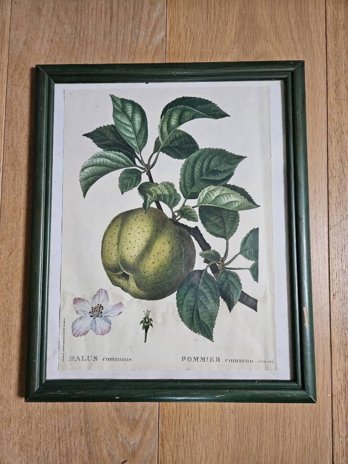 Frame illustration Apple tree
