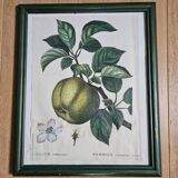 Apple tree illustration frame