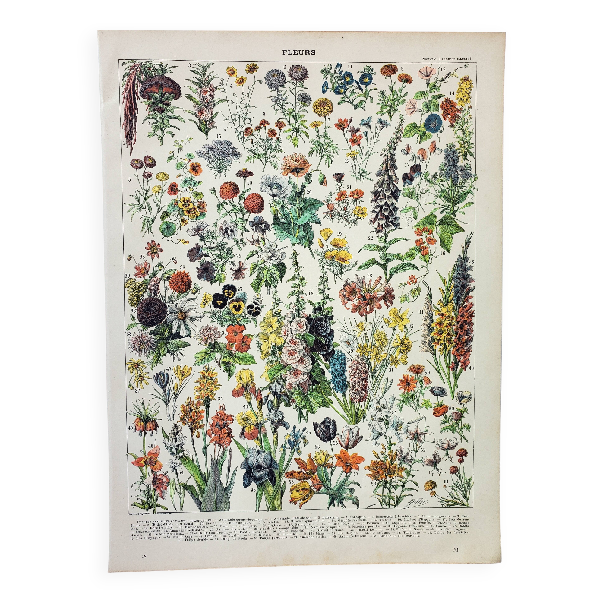 Antique engraving 1898, Flowers and plants 1 (annuals), botany • Lithograph, original illustration