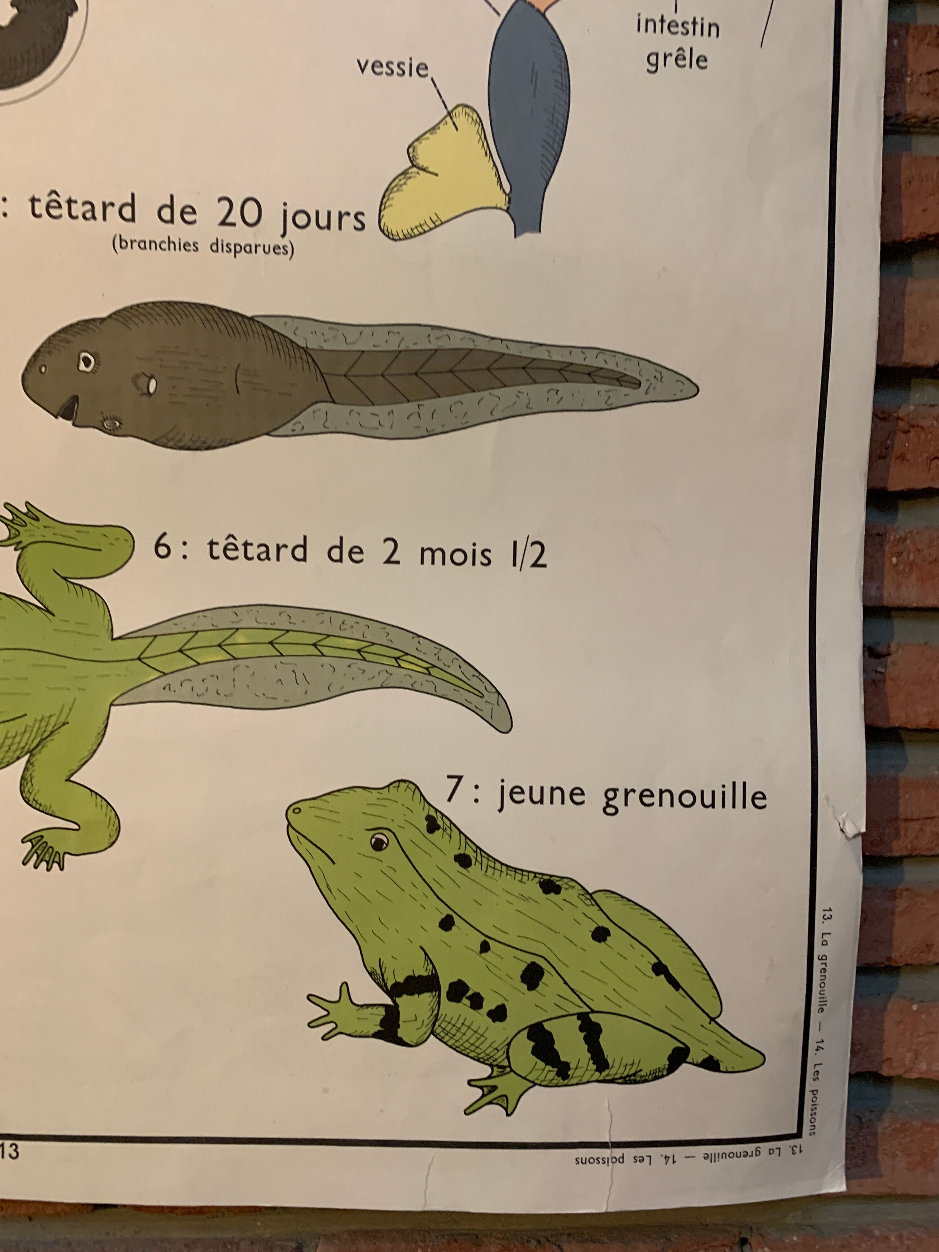 Poster The Frog and The Perch