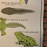 Poster The Frog and The Perch