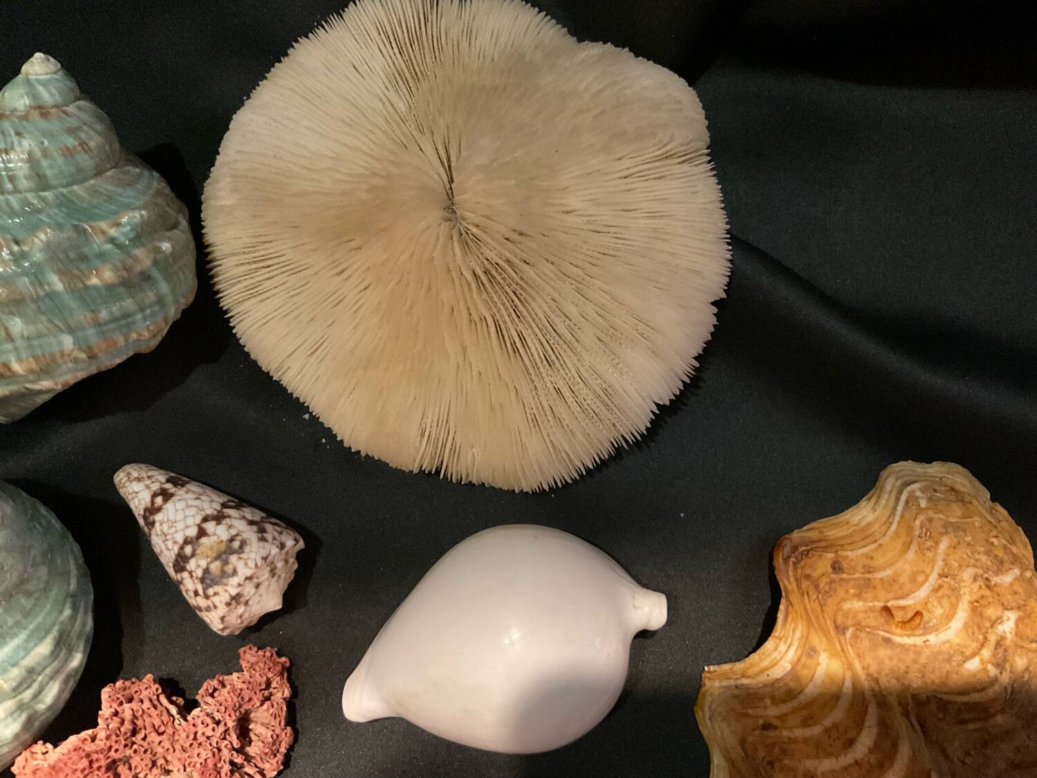 Shell collection