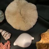 Shell collection