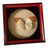 Naturalized butterfly frame taxidermies