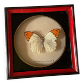 Naturalized butterfly frame taxidermies