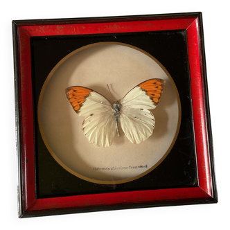 Cadre papillon naturalisé taxidermies