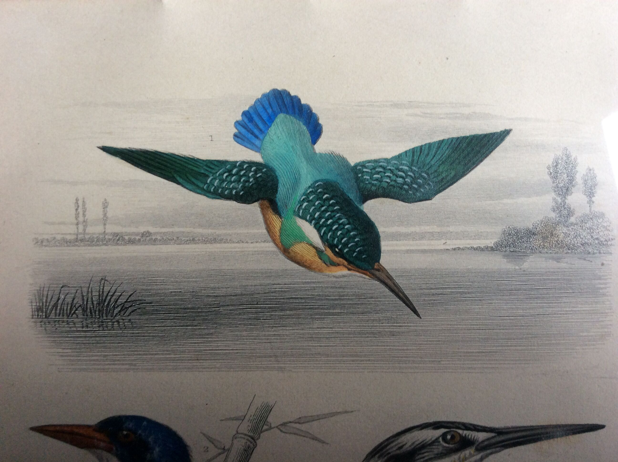 Bird engravings, bird illustration