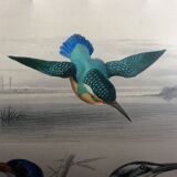 Bird engravings, bird illustration