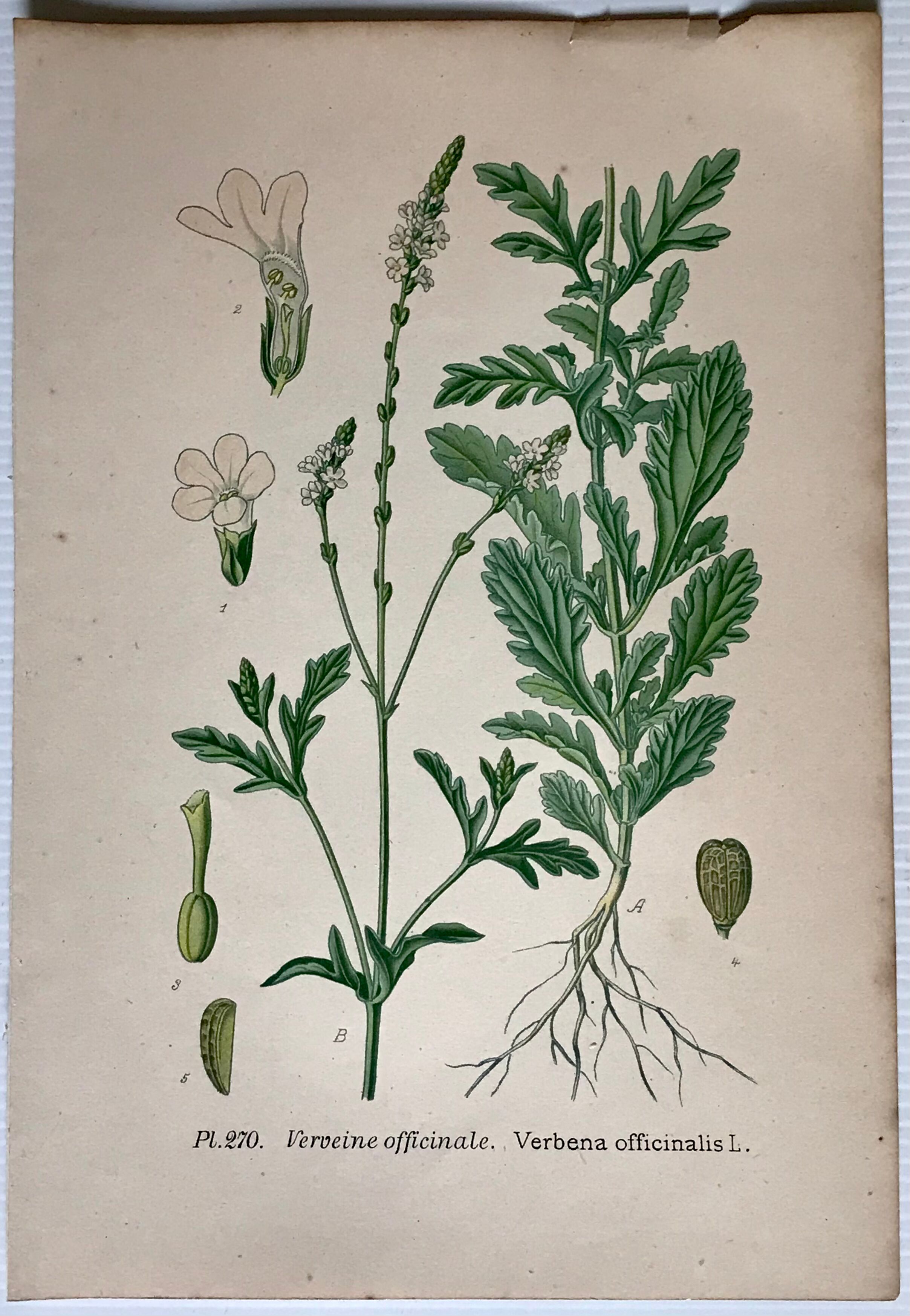 Three botanical plates xixth