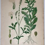 Three botanical plates xixth