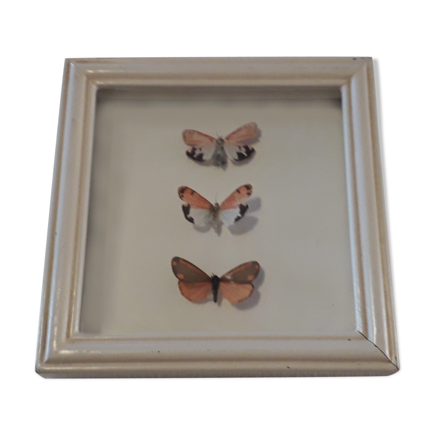 Naturalized butterflies