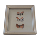 Naturalized butterflies