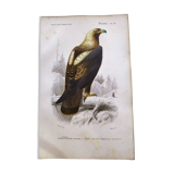 Antique print from 1849. Imperial Eagle by E. Travies. Engraving by Orbigny.