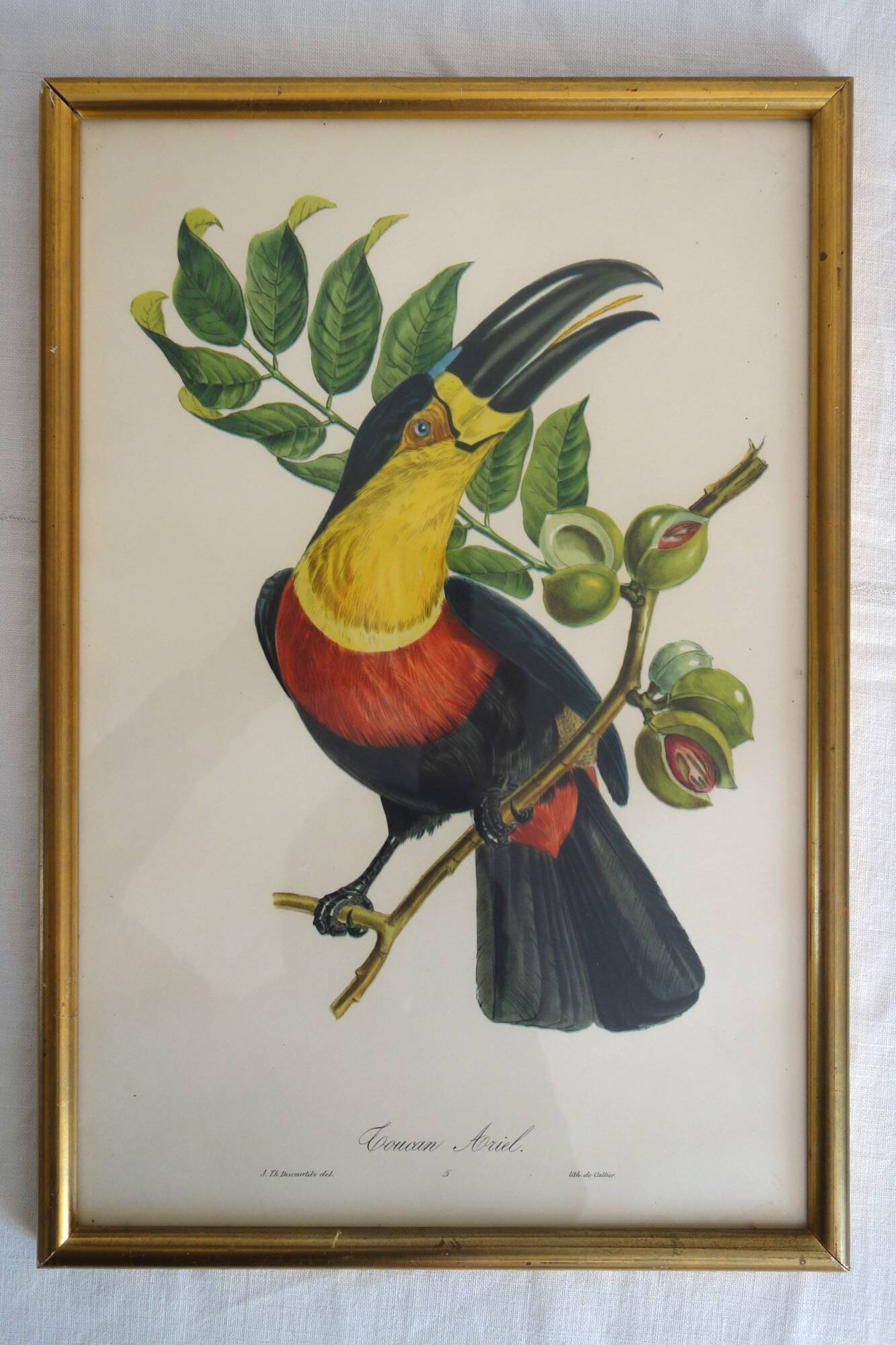 3 framed antique bird engravings