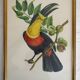 3 framed antique bird engravings