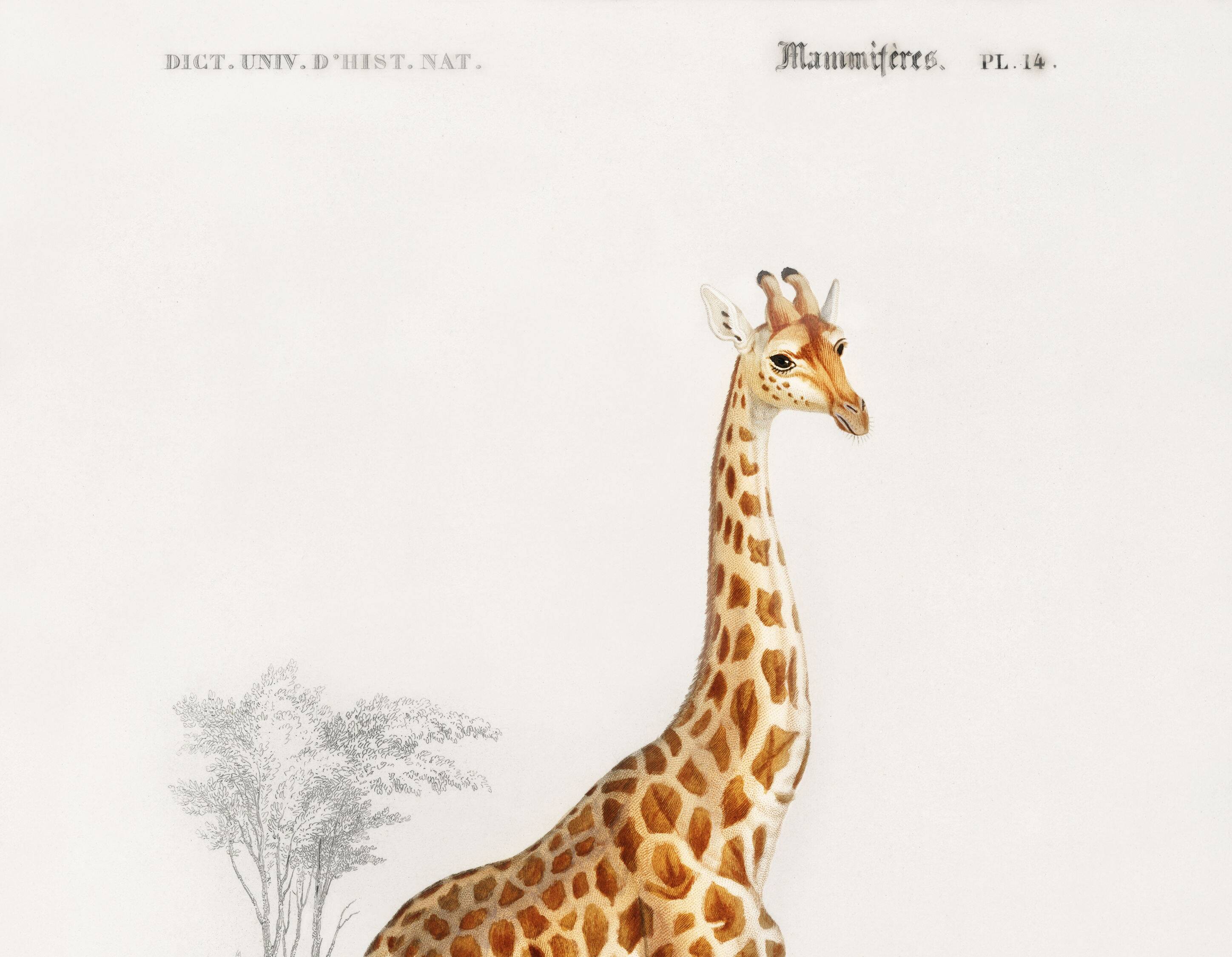 Poster about a giraffe, based on an old engraving from 1849.